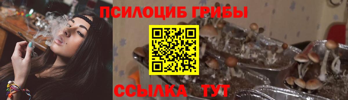 Галлюциногенные грибы Psilocybine cubensis  Вход с VPN  Псилоцибиновые грибы MAGIC MUSHROOMS  Борисоглебск 